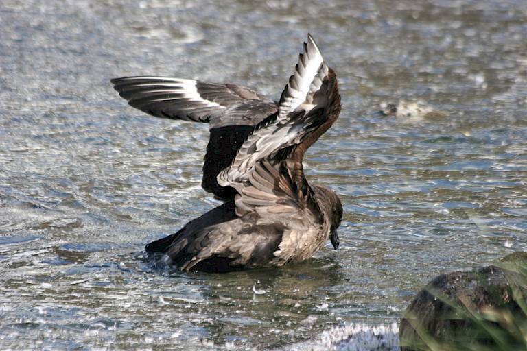 Badderende Zuidpooljager (South Georgia).
