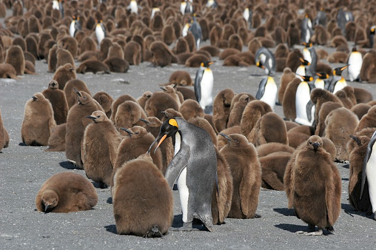 Creche Koningspinguïnskuikens op St. Andrews Bay (South Georgia).