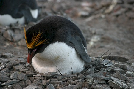 Macaronipinguïn op Hannah Point, Livingston.