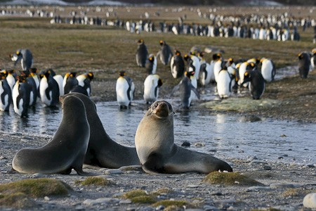Pelsrobben op Salisbury Plain, South Georgia.