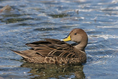 South Georgia Pijlstaart.