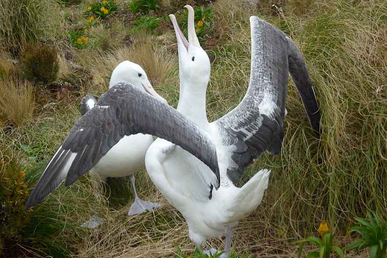 Op de terugweg bezoek aan Campbell waar de Koningsalbatrossen broeden.