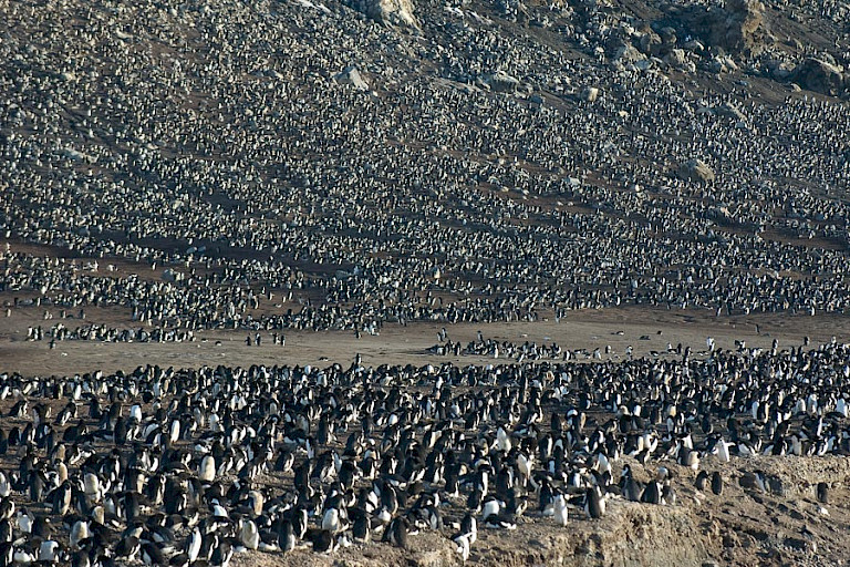 Een van de grootste Adéliepinguïnkolonies op Antarctica.