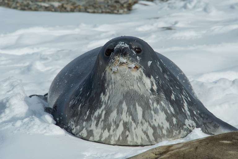 Rosszeehond. Foto: dhr. Kroesen.