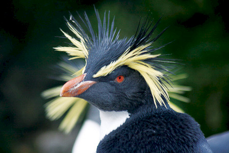 Noordelijke Rotsspringer, Gough.