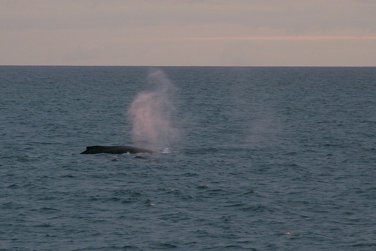 Onderweg ontmoeting met twee Bultruggen.