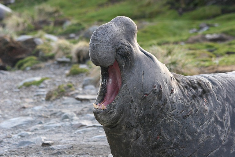 Zeeolifantenstier op South Georgia.