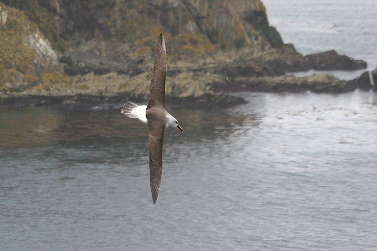 Geelneusalbatros bij Tristan da Cunja.