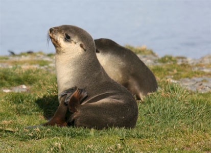 Pelsrobben op South Georgia. Zeilen van Ushuaia naar Kaapstad met de bark Europa.