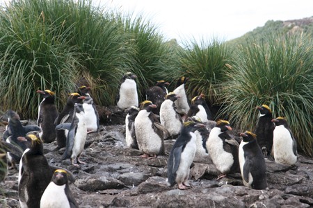 Macronipinguïns op South Georgia. Zeilen van Ushuaia naar Kaapstad met de bark Europa.