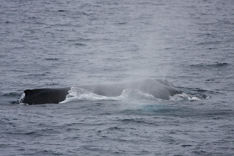 Onderweg kan menig walvis opduiken zoals hier een Bultrug.