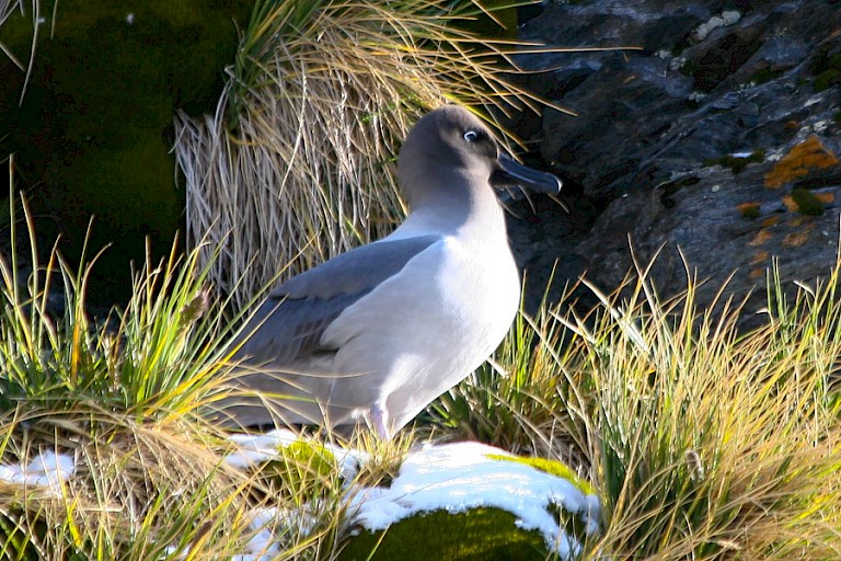Roetkopalbatros bij Gold Harbour.
