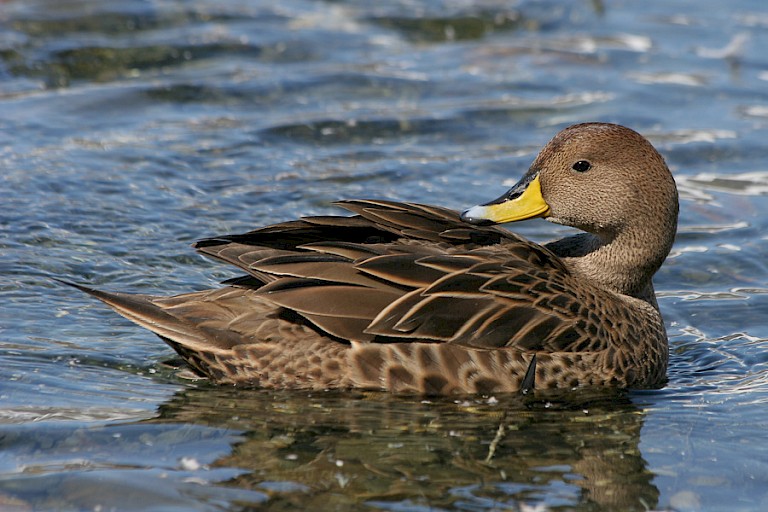 South Georgia pijlstaart bij Gold Harbour.