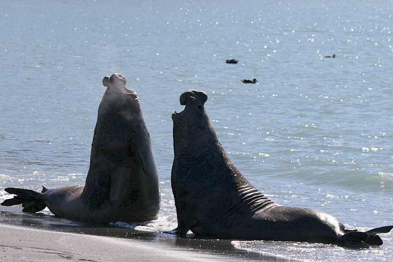 Vechtende zeeolifantstieren op het strand van St. Andrews Bay.