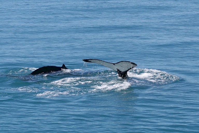 Bultruggen bij de ingang van Drygalskifjord.