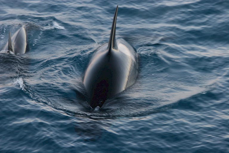 Orka's heel dicht bij het schip.
