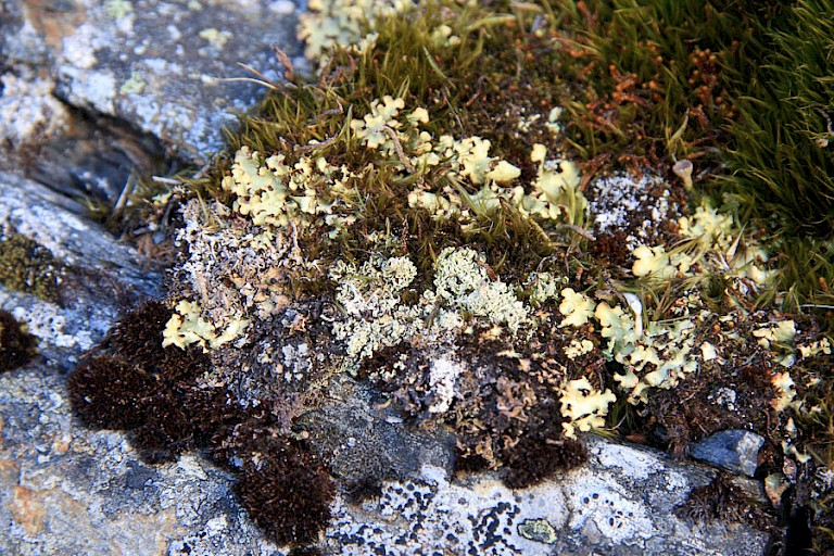Mossen en korstmossen op Right Whale Bay.