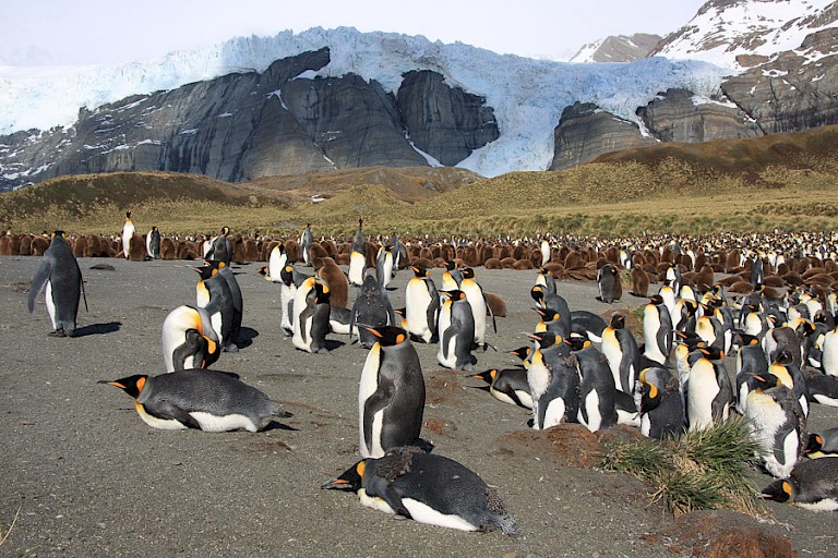 Koningspinguïnkolonie op Gold Harbour, South Georgia.