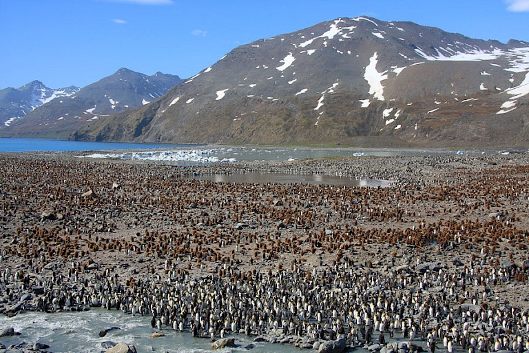 De immense Koningspinguïnkolonie op St. Andrews Bay.