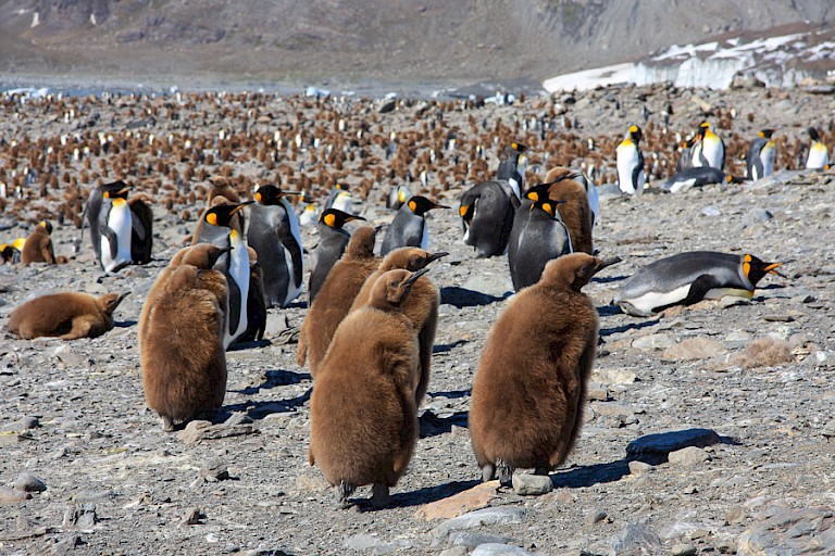 Kuikens van de Koningspinguïns (St. Andrews Bay).