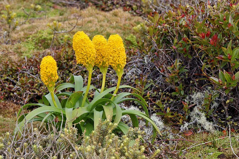 Bulbina rossii is een van de megakruiden op Campbell.