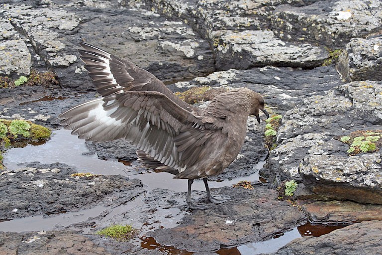 De Subantarctische grote jager (Stercorarius antarcticus) is een van de roofvogels op Campbell.