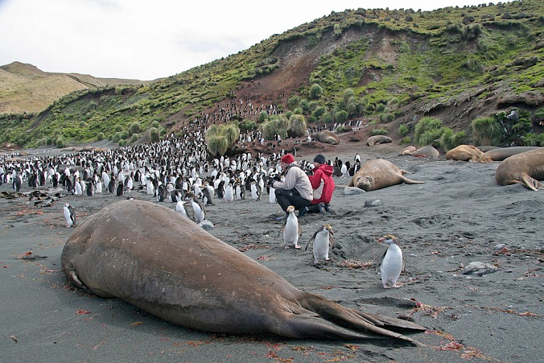 Op het strand van Macquarie tussen de zeeolifanten en Schlegelspinguïns.