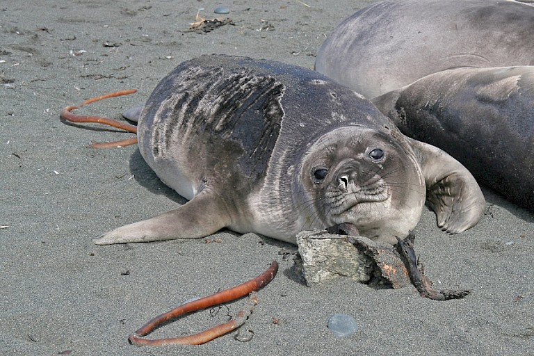 Zeeolifantenpup op Macquarie
