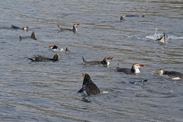 Zwemmende Schlegelspinguïns bij Macquarie.