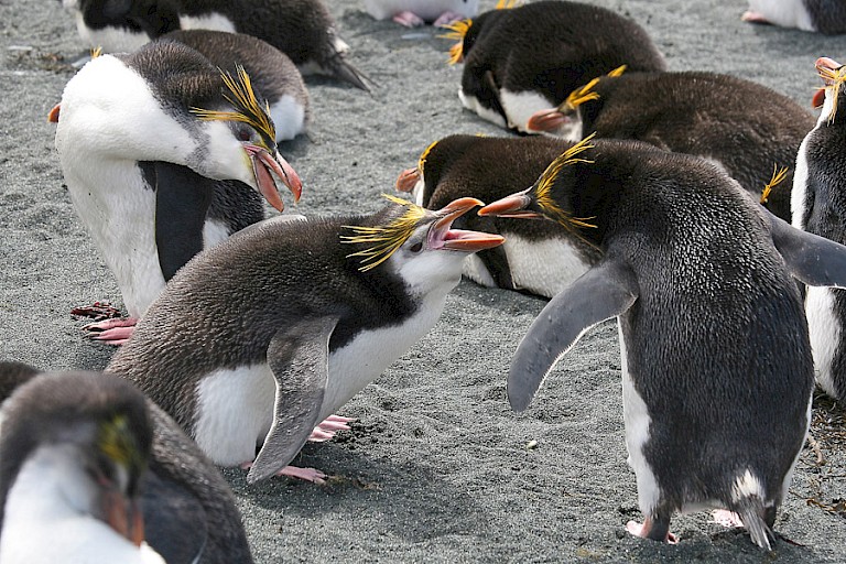 Schegelspinguïns (Eudyptes schegeli) op Macquarie.