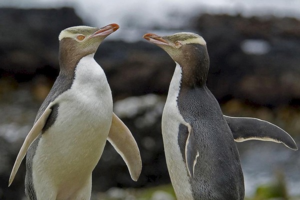 Geeloogpinguïns op Enderby.