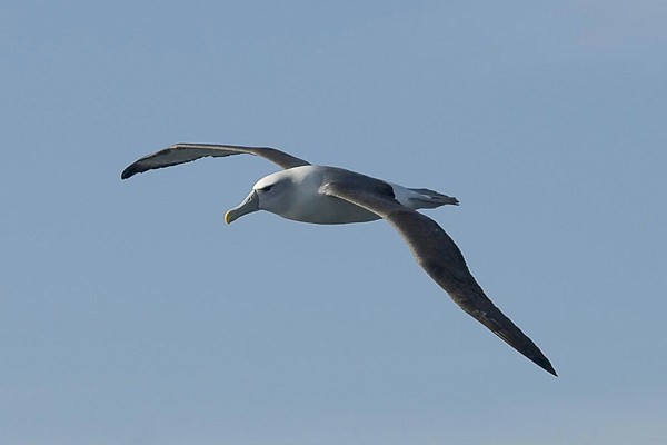 Bullers Albatros.