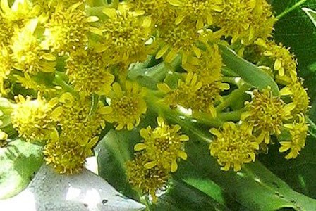 Brachyglottis stewartiae op de Snareseilanden. Foto: Peter Goltra.