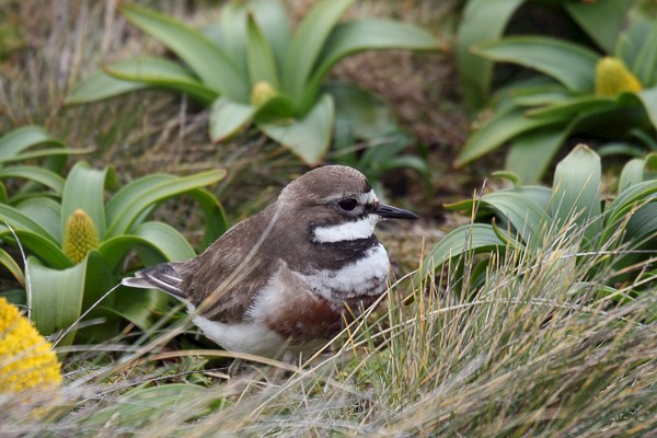 Nieuw-Zeelandse plevier.