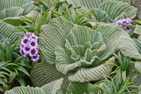 De enorme, behaarde bladeren van de Campbell Island Daisy (Pleurophyllum).