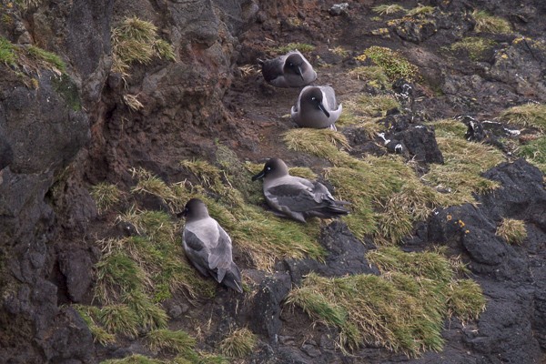 Roetkopalbatrossen op de rotsen van Campbell.