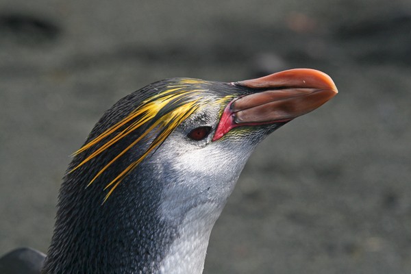 Portret Schlegelspinguïn, Sandy Bay, Macquarie.