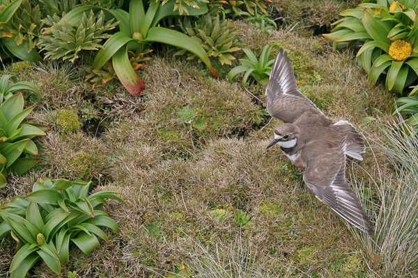 Dubbelbandplevier spp. exilis op Enderby (Nieuw-Zeeland).