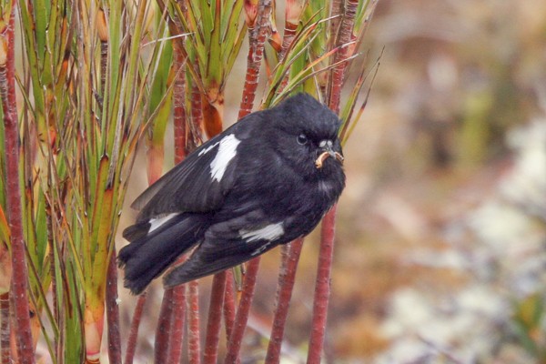 Maori vliegenvanger op Enderby (Nieuw-Zeeland).