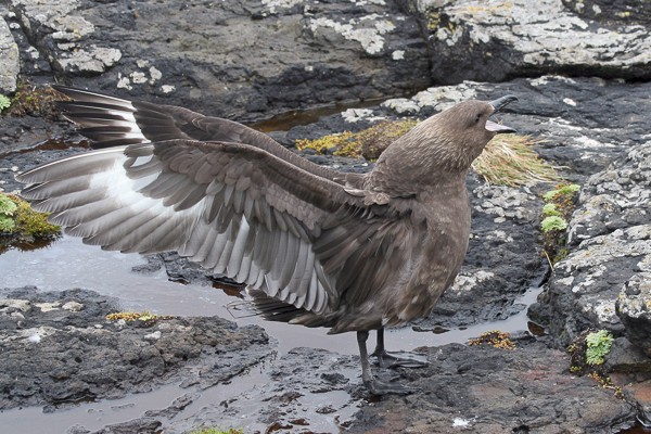 Subantarctische grote jager op Enderby (Nieuw-Zeeland).