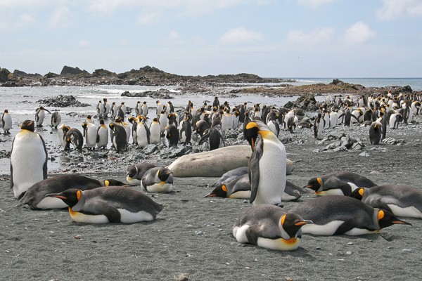 Koningspinguïns op het strand van Macquarie (Australië).