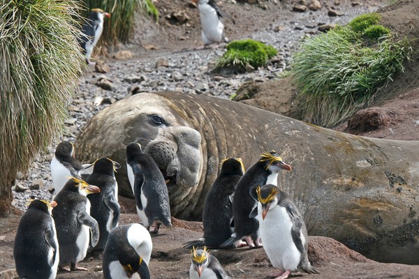 Zuidelijke zeeolifanten met Schlegelspinguïns op Macquarie (Australië).