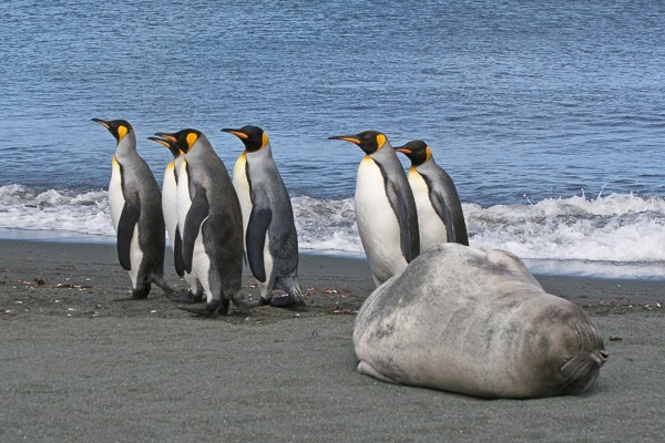 Zuidelijke zeeolifant met Koningspinguïns op Macquarie (Australië).