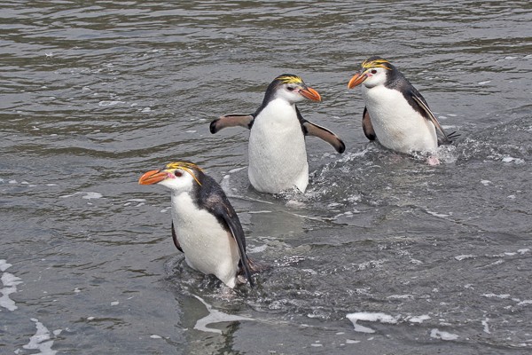 Schlegelspinguïns, Sandy Bay, Macquarie.