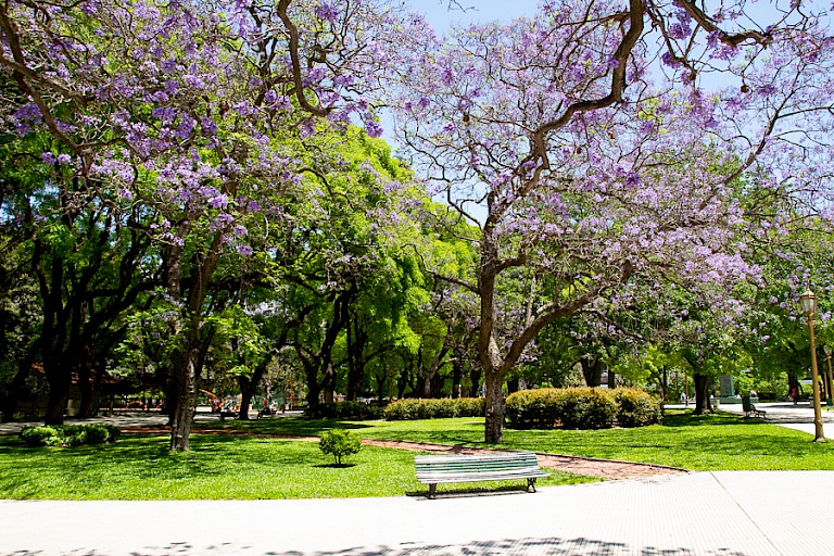 In grote delen van Buenos Aires is ook de Jacaranda (Palissanderboom) aangeplant.