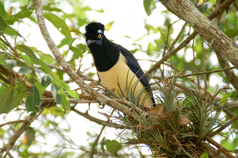 Pluchekapgaai (Cyanocorax chrysops) is een van de veel voorkomende vogels in het Iguazú NP.
