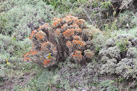 "Firebush" (Hamelia patens). Reizen en reisformatie El Chaltén, Argentinië.
