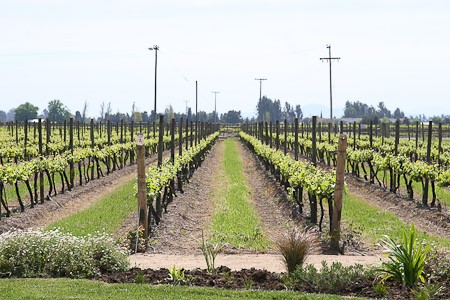 Ten zuiden en ten westen van Santiago liggen uitgestrekte wijngaarden. (Chili)